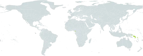 Podocarpus insularis world distribution map, present in Cameroon, Papua New Guinea, Solomon Islands, and Uzbekistan