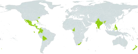 Podranea ricasoliana world distribution map, present in Bonaire, Sint Eustatius and Saba, Belize, Bolivia (Plurinational State of), Cameroon, Colombia, Costa Rica, Ecuador, Honduras, India, Jamaica, Mexico, Nicaragua, New Zealand, Panama, Philippines, Puerto Rico, Trinidad and Tobago, United States of America, and South Africa