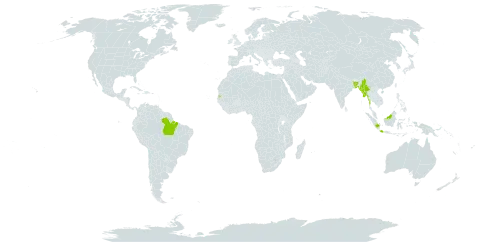 Pogostemon heyneanus world distribution map, present in Bangladesh, Brazil, Indonesia, India, Myanmar, Malaysia, Philippines, and Seychelles