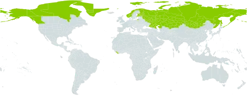 Polemonium boreale world distribution map, present in Canada, Finland, Greenland, Kazakhstan, Liberia, Mongolia, Norway, Russian Federation, and United States of America