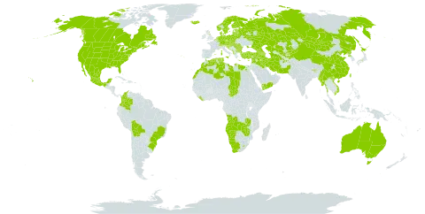 Polygonum aviculare world distribution map, present in Afghanistan, Angola, Anguilla, Albania, Andorra, Armenia, Australia, Austria, Azerbaijan, Belgium, Bulgaria, Bosnia and Herzegovina, Belarus, Bolivia (Plurinational State of), Brazil, Bhutan, Canada, Switzerland, China, Colombia, Cyprus, Czech Republic, Germany, Denmark, Algeria, Egypt, Spain, Estonia, Finland, France, United Kingdom of Great Britain and Northern Ireland, Georgia, Gibraltar, Greece, Croatia, Hungary, India, Iran (Islamic Republic of), Iraq, Iceland, Israel, Italy, Japan, Kazakhstan, Kyrgyzstan, Lebanon, Liberia, Libya, Liechtenstein, Lesotho, Lithuania, Luxembourg, Latvia, Morocco, Mexico, North Macedonia, Malta, Myanmar, Montenegro, Mongolia, Namibia, Netherlands, Norway, Nepal, New Zealand, Pakistan, Poland, Korea (Democratic People's Republic of), Portugal, Romania, Russian Federation, Saudi Arabia, Saint Helena, Ascension and Tristan da Cunha, Saint Pierre and Miquelon, Serbia, Slovakia, Slovenia, Sweden, Syrian Arab Republic, Chad, Tajikistan, Turkmenistan, Tunisia, Turkey, Taiwan, Province of China, Ukraine, United States of America, Uzbekistan, Viet Nam, Yemen, South Africa, Zambia, and Zimbabwe