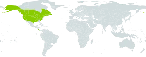 Polygonum aviculare subsp. buxiforme world distribution map, present in Canada, Costa Rica, and United States of America