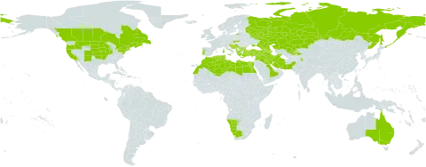 Polygonum bellardii world distribution map, present in Anguilla, Albania, Armenia, Australia, Azerbaijan, Bulgaria, Bosnia and Herzegovina, Canada, Algeria, Egypt, Spain, France, Georgia, Greece, Croatia, India, Iran (Islamic Republic of), Iraq, Israel, Italy, Kazakhstan, Kuwait, Lebanon, Libya, Morocco, Malta, Montenegro, Namibia, Pakistan, Portugal, Qatar, Russian Federation, Saudi Arabia, Serbia, Slovakia, Slovenia, Syrian Arab Republic, Tajikistan, Tunisia, Turkey, Ukraine, United States of America, Uzbekistan, and South Africa