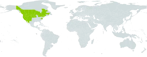 Polygonum douglasii world distribution map, present in Canada, Mexico, and United States of America