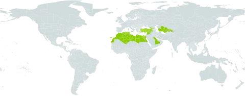 Polygonum equisetiforme world distribution map, present in Anguilla, Cyprus, Algeria, Egypt, Spain, Georgia, Gibraltar, Greece, Israel, Italy, Lebanon, Libya, Sri Lanka, Morocco, Malta, Portugal, Qatar, Saudi Arabia, Syrian Arab Republic, Tajikistan, Turkmenistan, Tunisia, Turkey, and Uzbekistan