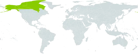 Polygonum humifusum subsp. caurianum world distribution map, present in Canada and United States of America