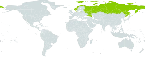 Polygonum norvegicum world distribution map, present in Denmark, Norway, and Russian Federation