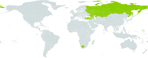Polygonum salsugineum world distribution map, present in Azerbaijan, Georgia, Kazakhstan, Liberia, Russian Federation, Turkey, Ukraine, and South Africa