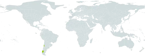 Polygonum sanguinaria world distribution map, present in Chile