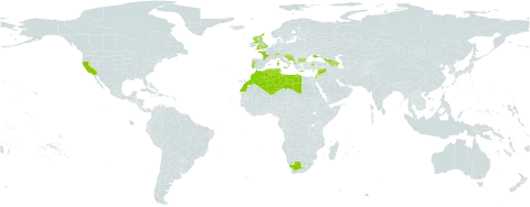Polypodium cambricum world distribution map, present in Albania, Armenia, Azerbaijan, Bulgaria, Bosnia and Herzegovina, Switzerland, Cyprus, Algeria, Spain, France, United Kingdom of Great Britain and Northern Ireland, Georgia, Gibraltar, Greece, Croatia, Israel, Italy, Lebanon, Libya, Morocco, Montenegro, Portugal, Palestine, State of, San Marino, Slovenia, Syrian Arab Republic, Tunisia, Turkey, Ukraine, United States of America, and South Africa