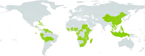 Polystachya concreta world distribution map, present in Angola, Andorra, Burkina Faso, Bahamas, Bolivia (Plurinational State of), Brazil, Central African Republic, China, Congo, Comoros, Cuba, Cayman Islands, Dominica, Ecuador, Ethiopia, Gabon, Ghana, Guinea, Guatemala, Guyana, Haiti, Indonesia, Jamaica, Kenya, Lao People's Democratic Republic, Liberia, Moldova (Republic of), Madagascar, Mozambique, Mauritius, Nigeria, Panama, Peru, Philippines, Puerto Rico, Réunion, Rwanda, Sudan, Sierra Leone, Suriname, eSwatini, Seychelles, Togo, Thailand, Tanzania, United Republic of, Uganda, United States of America, Venezuela (Bolivarian Republic of), Viet Nam, South Africa, Zambia, and Zimbabwe