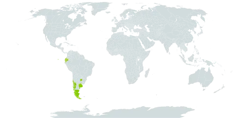 Polystichum plicatum world distribution map, present in Argentina, Chile, Ecuador, and Uruguay