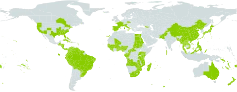 Pontederia crassipes world distribution map, present in Aruba, Angola, Åland Islands, Andorra, Australia, Benin, Burkina Faso, Bangladesh, Bahamas, Belize, Bermuda, Bolivia (Plurinational State of), Brazil, Central African Republic, Canada, China, Congo, Cook Islands, Colombia, Costa Rica, Cuba, Cayman Islands, Czech Republic, Dominica, Ecuador, Egypt, Spain, Fiji, France, Gabon, Georgia, Ghana, Guinea, Gambia, Guinea-Bissau, Guatemala, Guam, Guyana, Honduras, Haiti, Indonesia, Iceland, Italy, Jamaica, Japan, Kenya, Lao People's Democratic Republic, Liberia, Madagascar, Maldives, Mali, Myanmar, Mozambique, Mauritius, Malaysia, Norfolk Island, Nigeria, Nicaragua, Nepal, Nauru, New Zealand, Pakistan, Panama, Peru, Philippines, Palau, Puerto Rico, Korea (Democratic People's Republic of), Portugal, Paraguay, Réunion, Rwanda, Sudan, Senegal, Solomon Islands, Sierra Leone, Suriname, eSwatini, Turks and Caicos Islands, Togo, Thailand, Taiwan, Province of China, Tanzania, United Republic of, Uganda, Uruguay, United States of America, Venezuela (Bolivarian Republic of), Viet Nam, Vanuatu, Samoa, South Africa, Zambia, and Zimbabwe