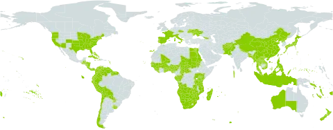 Pontederia world distribution map, present in Aruba, Afghanistan, Angola, Åland Islands, Andorra, Australia, Benin, Burkina Faso, Bangladesh, Bahamas, Belize, Bermuda, Bolivia (Plurinational State of), Botswana, Central African Republic, Chile, China, Congo, Cook Islands, Colombia, Cabo Verde, Costa Rica, Cuba, Cayman Islands, Czech Republic, Dominica, Ecuador, Egypt, Spain, Fiji, France, Micronesia (Federated States of), Gabon, Georgia, Ghana, Guinea, Gambia, Guinea-Bissau, Guatemala, Guyana, Honduras, Haiti, Indonesia, Italy, Jamaica, Japan, Kenya, Lao People's Democratic Republic, Liberia, Moldova (Republic of), Madagascar, Maldives, Mali, Myanmar, Mozambique, Mauritius, Malaysia, Namibia, Norfolk Island, Nigeria, Nicaragua, Nepal, Nauru, New Zealand, Pakistan, Panama, Peru, Philippines, Palau, Puerto Rico, Korea (Democratic People's Republic of), Portugal, Paraguay, Réunion, Rwanda, Sudan, Senegal, Solomon Islands, Sierra Leone, Suriname, eSwatini, Turks and Caicos Islands, Chad, Togo, Thailand, Taiwan, Province of China, Tanzania, United Republic of, Uganda, Ukraine, Uruguay, United States of America, Venezuela (Bolivarian Republic of), Viet Nam, Vanuatu, Samoa, South Africa, Zambia, and Zimbabwe