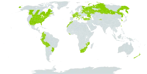 Populus deltoides world distribution map, present in Austria, Belgium, Bulgaria, Belarus, Bolivia (Plurinational State of), Brazil, Canada, Colombia, Germany, Estonia, France, United Kingdom of Great Britain and Northern Ireland, Croatia, Hungary, Italy, Korea (Republic of), Liberia, Morocco, Mexico, Montenegro, Mozambique, Netherlands, Nepal, New Zealand, Peru, Russian Federation, Tajikistan, Turkey, Taiwan, Province of China, United States of America, and South Africa