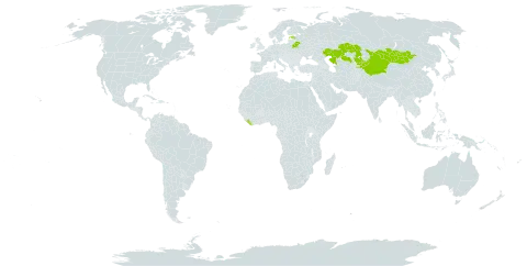 Populus laurifolia world distribution map, present in Afghanistan, Belarus, China, Estonia, Kazakhstan, Kyrgyzstan, Liberia, and Mongolia
