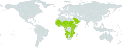 Portulaca foliosa world distribution map, present in Angola, Benin, Burkina Faso, Central African Republic, Côte d'Ivoire, Cameroon, Congo, Ethiopia, Guinea, Kenya, Mali, Mozambique, Mauritania, Malawi, Namibia, Niger, Nigeria, Saudi Arabia, Sudan, Senegal, South Sudan, eSwatini, Chad, Togo, Tanzania, United Republic of, Uganda, Yemen, South Africa, Zambia, and Zimbabwe