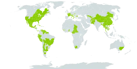 Portulaca grandiflora world distribution map, present in Afghanistan, Argentina, Australia, Benin, Bonaire, Sint Eustatius and Saba, Burkina Faso, Bangladesh, Bulgaria, Bosnia and Herzegovina, Belize, Bolivia (Plurinational State of), Brazil, Central African Republic, Canada, China, Cameroon, Cuba, Cayman Islands, Ecuador, Fiji, France, Micronesia (Federated States of), Guinea, French Guiana, Guam, Guyana, Honduras, Croatia, India, Italy, Cambodia, Saint Lucia, Sri Lanka, Mexico, Myanmar, Northern Mariana Islands, Niue, Nepal, Pakistan, Panama, Peru, Puerto Rico, Korea (Democratic People's Republic of), Paraguay, Suriname, Slovakia, Chad, Togo, Thailand, Tajikistan, Taiwan, Province of China, Uruguay, United States of America, Uzbekistan, Venezuela (Bolivarian Republic of), Viet Nam, and South Africa