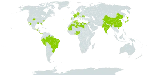 Portulaca granulatostellulata world distribution map, present in French Southern Territories, Belgium, Brazil, China, Costa Rica, Cyprus, Germany, Algeria, Egypt, Spain, France, United Kingdom of Great Britain and Northern Ireland, Greece, Guatemala, Croatia, India, Italy, Jordan, Japan, Libya, Mexico, Mauritania, Nigeria, Panama, Peru, Portugal, Romania, Togo, Trinidad and Tobago, and United States of America