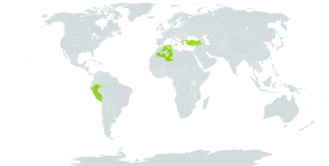 Portulaca rausii world distribution map, present in Cyprus, Algeria, Greece, Italy, Peru, and Turkey