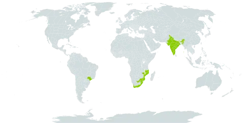 Portulacaria afra world distribution map, present in Brazil, India, Mozambique, eSwatini, and South Africa