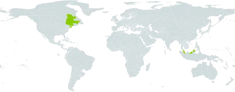 Potamogeton berchtoldii subsp. gemmiparus world distribution map, present in Canada, Malaysia, and United States of America
