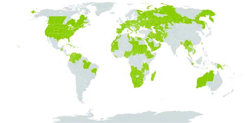 Potamogeton nodosus world distribution map, present in Afghanistan, Angola, Albania, Andorra, Australia, Austria, Bangladesh, Bulgaria, Bahamas, Belarus, Brazil, Botswana, Canada, Switzerland, China, Colombia, Comoros, Cabo Verde, Cuba, Cyprus, Czech Republic, Germany, Dominica, Algeria, Egypt, Spain, Ethiopia, France, Greece, Guatemala, Haiti, Hungary, Indonesia, India, Iran (Islamic Republic of), Iraq, Italy, Jamaica, Kazakhstan, Kiribati, Liberia, Libya, Sri Lanka, Lesotho, Morocco, Madagascar, Myanmar, Mauritania, Mauritius, Namibia, Nigeria, Netherlands, Nepal, Oman, Pakistan, Panama, Philippines, Palau, Papua New Guinea, Poland, Puerto Rico, Portugal, Réunion, Romania, Russian Federation, Saudi Arabia, Sudan, Senegal, Singapore, Seychelles, Turks and Caicos Islands, Chad, Thailand, Turkmenistan, Timor-Leste, Tunisia, Taiwan, Province of China, Tanzania, United Republic of, Ukraine, Uruguay, United States of America, Uzbekistan, Venezuela (Bolivarian Republic of), Viet Nam, Vanuatu, Yemen, South Africa, Zambia, and Zimbabwe