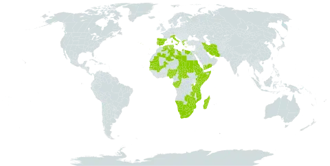 Potamogeton schweinfurthii world distribution map, present in Burkina Faso, Botswana, Central African Republic, Congo, Algeria, Egypt, Eritrea, Spain, Ethiopia, Gabon, Greece, Iran (Islamic Republic of), Italy, Kenya, Libya, Lesotho, Madagascar, Mali, Mozambique, Mauritania, Namibia, Nigeria, Portugal, Rwanda, Sudan, Senegal, Somalia, eSwatini, Turks and Caicos Islands, Chad, Tunisia, Tanzania, United Republic of, Uganda, Yemen, South Africa, Zambia, and Zimbabwe