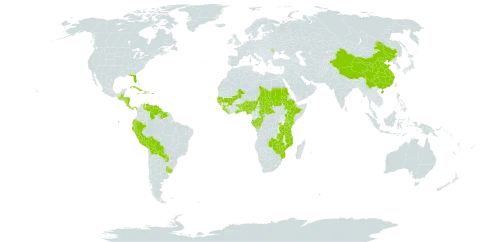 Pouteria world distribution map, present in Benin, Burkina Faso, Bahamas, Belize, Bolivia (Plurinational State of), Central African Republic, China, Congo, Cabo Verde, Costa Rica, Cuba, Cayman Islands, Dominica, Ecuador, Ethiopia, Gabon, Ghana, Guinea, Gambia, Guinea-Bissau, Guatemala, Guyana, Honduras, Haiti, Jamaica, Kenya, Liberia, Moldova (Republic of), Mali, Mozambique, Nigeria, Nicaragua, Panama, Peru, Puerto Rico, Paraguay, Rwanda, Sudan, Senegal, Sierra Leone, Suriname, Chad, Togo, Tanzania, United Republic of, Uganda, Uruguay, United States of America, Venezuela (Bolivarian Republic of), Vanuatu, Zambia, and Zimbabwe