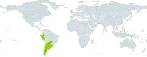 Prosopis affinis world distribution map, present in Argentina, American Samoa, Brazil, Peru, Paraguay, and Uruguay