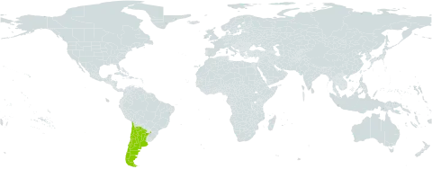 Prosopis flexuosa world distribution map, present in Argentina and Chile