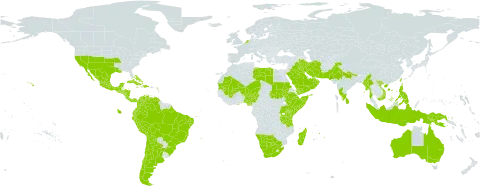 Prosopis glandulosa world distribution map, present in United Arab Emirates, Argentina, Antigua and Barbuda, Australia, Bahrain, Bahamas, Bolivia (Plurinational State of), Brazil, Barbados, Botswana, Chile, China, Colombia, Costa Rica, Cuba, Djibouti, Dominican Republic, Ecuador, Ethiopia, Ghana, Guatemala, Honduras, Haiti, Indonesia, India, Iran (Islamic Republic of), Iraq, Jamaica, Kenya, Kuwait, Libya, Sri Lanka, Madagascar, Mexico, Mali, Myanmar, Mauritania, Montserrat, Mauritius, Namibia, Niger, Nigeria, Nicaragua, Netherlands, Nepal, Oman, Pakistan, Panama, Peru, Philippines, Papua New Guinea, Puerto Rico, Réunion, Saudi Arabia, Sudan, Singapore, El Salvador, Somalia, Taiwan, Province of China, Tanzania, United Republic of, Uganda, United States of America, Venezuela (Bolivarian Republic of), Viet Nam, Yemen, and South Africa