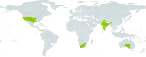 Prosopis world distribution map, present in American Samoa, Australia, India, Panama, United States of America, and South Africa