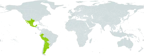 Prosopis laevigata world distribution map, present in Argentina, American Samoa, Bolivia (Plurinational State of), Ghana, Mexico, Peru, Singapore, and United States of America