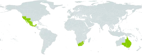 Prosopis velutina world distribution map, present in Australia, Ghana, Mexico, United States of America, and South Africa