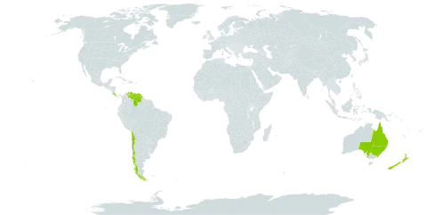 Prumnopitys world distribution map, present in Australia, Chile, Costa Rica, New Zealand, and Venezuela (Bolivarian Republic of)