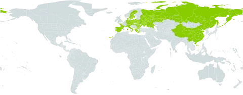 Prunella grandiflora world distribution map, present in Albania, Austria, Bulgaria, Belarus, Switzerland, China, Czech Republic, Germany, Denmark, Spain, France, Greece, Hungary, Italy, Poland, Portugal, Romania, Russian Federation, Sweden, and Ukraine