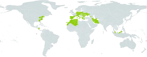 Prunella laciniata world distribution map, present in Albania, Austria, Bulgaria, Switzerland, Czech Republic, Germany, Algeria, Spain, France, Georgia, Greece, Hungary, Iran (Islamic Republic of), Italy, Morocco, Malaysia, Nicaragua, Poland, Portugal, Romania, Turks and Caicos Islands, Tunisia, Ukraine, and United States of America