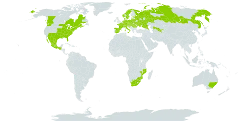Prunus serotina world distribution map, present in Australia, Austria, Belarus, Canada, Switzerland, Czech Republic, Germany, Denmark, Spain, Estonia, France, United Kingdom of Great Britain and Northern Ireland, Guatemala, Croatia, Hungary, Italy, Lithuania, Mexico, Mozambique, Netherlands, Norway, Poland, Romania, Russian Federation, Slovakia, Sweden, Ukraine, United States of America, Uzbekistan, and South Africa