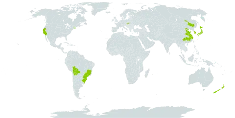 Prunus serrulata world distribution map, present in Bolivia (Plurinational State of), Brazil, China, Japan, Korea (Republic of), New Zealand, Slovakia, and United States of America