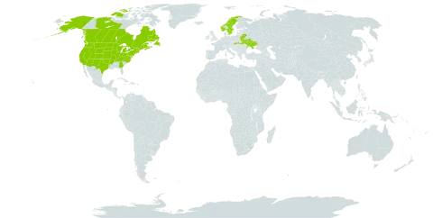 Prunus virginiana world distribution map, present in Belarus, Canada, France, Norway, Saint Pierre and Miquelon, Slovakia, Sweden, Ukraine, and United States of America