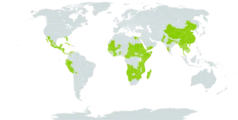 Pseudoconyza viscosa (mill.) d'arcy world distribution map, present in Angola, Anguilla, French Southern Territories, Benin, Burkina Faso, Bangladesh, Bahamas, Bolivia (Plurinational State of), Botswana, Central African Republic, China, Côte d'Ivoire, Cameroon, Colombia, Cabo Verde, Costa Rica, Cuba, Ecuador, Egypt, Eritrea, Ethiopia, Guinea, Guinea-Bissau, Equatorial Guinea, Guatemala, Honduras, India, Kenya, Cambodia, Lao People's Democratic Republic, Sri Lanka, Madagascar, Mexico, Mali, Myanmar, Mozambique, Mauritania, Namibia, Nicaragua, Pakistan, Panama, Peru, Saudi Arabia, Sudan, Senegal, El Salvador, Somalia, South Sudan, Chad, Togo, Thailand, Tanzania, United Republic of, Uganda, United States of America, Venezuela (Bolivarian Republic of), Viet Nam, Yemen, South Africa, Zambia, and Zimbabwe