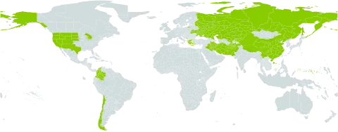 Pseudoroegneria world distribution map, present in Afghanistan, Chile, China, Colombia, Micronesia (Federated States of), Greece, Iran (Islamic Republic of), Iraq, Kazakhstan, Kyrgyzstan, Montenegro, Pakistan, Russian Federation, Turks and Caicos Islands, Ukraine, United States of America, and Uzbekistan