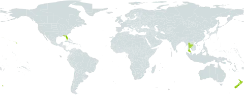 Psidium cattleianum world distribution map, present in New Zealand, Thailand, and United States of America