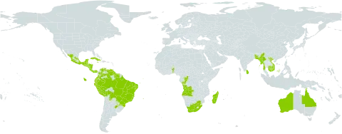 Psidium guineense world distribution map, present in Angola, Argentina, Australia, Benin, Bangladesh, Belize, Bolivia (Plurinational State of), Brazil, Congo, Colombia, Costa Rica, Cuba, Ecuador, Guadeloupe, Guatemala, French Guiana, Guam, Guyana, Honduras, Jamaica, Cambodia, Sri Lanka, Madagascar, Mexico, Myanmar, Martinique, Nicaragua, Panama, Peru, Paraguay, El Salvador, Suriname, Trinidad and Tobago, Venezuela (Bolivarian Republic of), Viet Nam, and South Africa