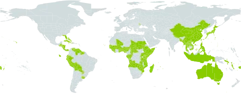 Psychotria world distribution map, present in Angola, Andorra, Australia, Benin, Burkina Faso, Bangladesh, Bahamas, Belize, Bermuda, Bolivia (Plurinational State of), Central African Republic, China, Congo, Cook Islands, Comoros, Cabo Verde, Costa Rica, Cuba, Cayman Islands, Dominica, Ecuador, Ethiopia, Fiji, Gabon, Ghana, Guinea, Gambia, Guinea-Bissau, Guatemala, Guyana, Honduras, Haiti, Indonesia, Jamaica, Japan, Kenya, Lao People's Democratic Republic, Liberia, Moldova (Republic of), Madagascar, Mali, Myanmar, Mozambique, Mauritius, Norfolk Island, Nigeria, Nicaragua, Nepal, Panama, Peru, Philippines, Puerto Rico, Paraguay, Réunion, Rwanda, Sudan, Senegal, Solomon Islands, Sierra Leone, Somalia, Suriname, eSwatini, Seychelles, Chad, Togo, Thailand, Tonga, Taiwan, Province of China, Tanzania, United Republic of, Uganda, Uruguay, United States of America, Venezuela (Bolivarian Republic of), Viet Nam, Vanuatu, Wallis and Futuna, Samoa, Zambia, and Zimbabwe