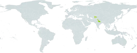 Psychrogeton andryaloides world distribution map, present in Afghanistan, India, Pakistan, and Tajikistan