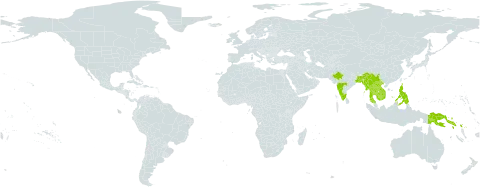 Pteris blumeana world distribution map, present in Bangladesh, China, Indonesia, India, Cambodia, Lao People's Democratic Republic, Myanmar, Philippines, Papua New Guinea, Solomon Islands, Thailand, and Viet Nam