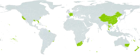 Pteris cretica world distribution map, present in Australia, Brazil, China, France, New Zealand, Thailand, United States of America, and South Africa