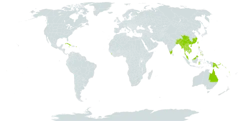 Pteris ensiformis world distribution map, present in American Samoa, Australia, Bangladesh, Bhutan, China, Cuba, Fiji, Micronesia (Federated States of), Guam, Indonesia, India, Jamaica, Cambodia, Lao People's Democratic Republic, Sri Lanka, Myanmar, Malaysia, Nepal, Philippines, Papua New Guinea, Puerto Rico, Singapore, Solomon Islands, Thailand, Tonga, Taiwan, Province of China, United States of America, Viet Nam, Vanuatu, Wallis and Futuna, and Samoa